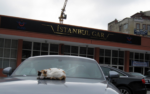 Katze in Istanbul
