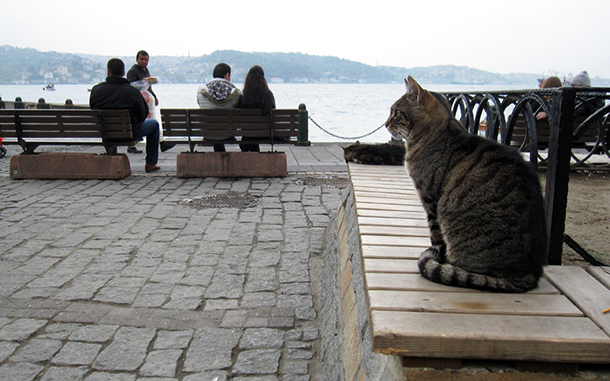 Katze in Istanbul