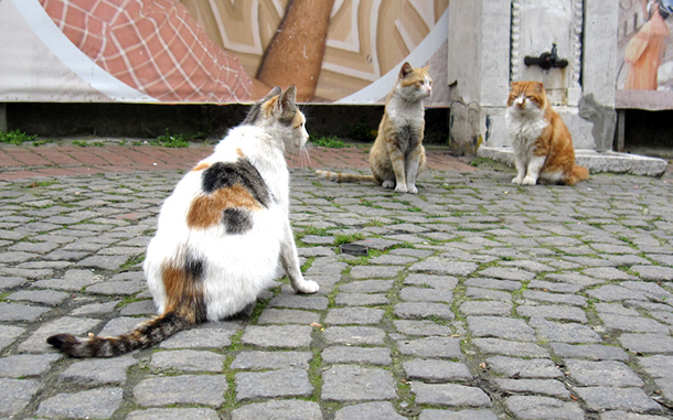 Katzen in Istanbul
